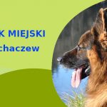 Dobre miejsce do spacerowania z psem Owczarek Niemiecki w Sochaczewie