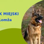 Rewelacyjny teren na przechadzkę z psem Owczarek Niemiecki w Łomży