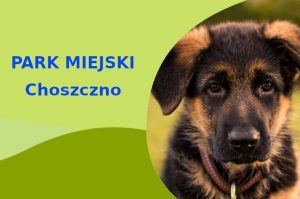 Wspaniała lokalizacja do spacerowania z psem Owczarek Niemiecki w Choszcznie