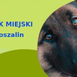 Super strefa do zabawy z psem Owczarek Niemiecki w Koszalinie