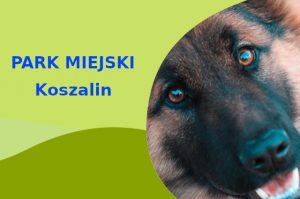 Super strefa do zabawy z psem Owczarek Niemiecki w Koszalinie