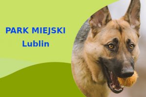 Odpowiedni teren na wyjścia z psem Owczarek Niemiecki w Lublinie