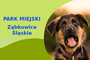 Wspaniała lokalizacja do zabawy z psem Owczarek Niemiecki w Ząbkowicach Śląskich