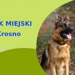 Rewelacyjna strefa do spacerowania z psem Owczarek Niemiecki w Krośnie