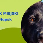 Ciekawy obszar na przechadzkę z psem Owczarek Niemiecki w Słupsku