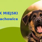 Fajne miejsce na wyjścia z psem Owczarek Niemiecki w Starachowicach