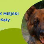 Sprawdzona strefa do zabawy z psem Owczarek Niemiecki w Kętach