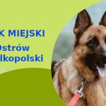 Świetna strefa do spacerowania z psem Owczarek Niemiecki w Ostrowie Wielkopolskim