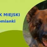 Odpowiednie miejsce do zabawy z psem Owczarek Niemiecki w Łomiankach