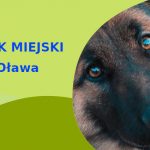 Fajny teren do zabawy z psem Owczarek Niemiecki w Oławie