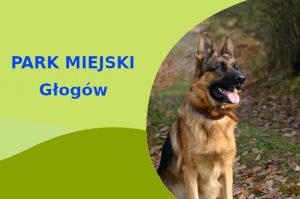 Fajna lokalizacja na spacery z psem Owczarek Niemiecki w Głogowie