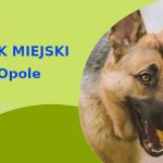 Fajna lokalizacja na wyjścia z psem Owczarek Niemiecki w Opolu