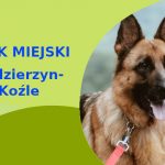 Atrakcyjna strefa do spacerowania z psem Owczarek Niemiecki w Kędzierzynie-Koźlu