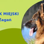 Świetny teren do spacerowania z psem Owczarek Niemiecki w Żaganiu