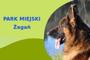 Świetny teren do spacerowania z psem Owczarek Niemiecki w Żaganiu