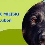 Polecana strefa do zabawy z psem Owczarek Niemiecki w Luboniu
