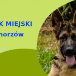 Rewelacyjny teren do spacerowania z psem Owczarek Niemiecki w Chorzowie