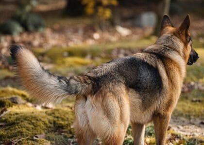 Rola ogona u owczarka niemieckiego: komunikacja, emocje i urazy